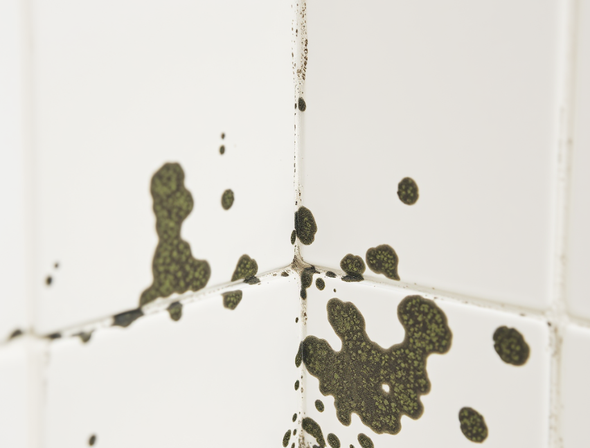 Visible black mold forming in bathroom tile grout lines.